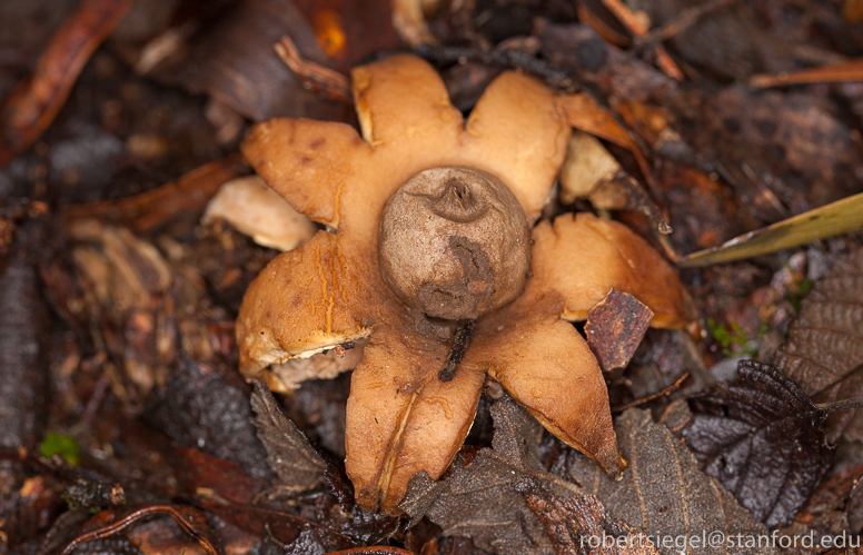 earth star